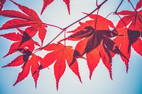 Maple leaves. Original public domain image from <a href="https://commons.wikimedia.org/wiki/File:Andrew_Small_2016_(Unsplash).jpg" target="_blank">Wikimedia Commons</a>