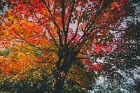 A tree with yellow, orange and red autumn leaves during the fall season. Original public domain image from Wikimedia Commons