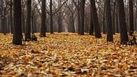 Ground full of maple leaves in forest. Original public domain image from Wikimedia Commons