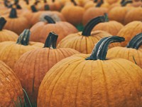 Macro shot of a pumpkin patch.. Original public domain image from Wikimedia Commons