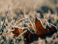 Dry leaf on the grass. Original public domain image from <a href="https://commons.wikimedia.org/wiki/File:Aaron_Burden_2015-11-10_(Unsplash).jpg" target="_blank">Wikimedia Commons</a>