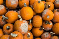 A collection of Halloween pumpkins with stems with patches on them. Original public domain image from Wikimedia Commons