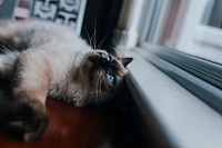 A Siamese cat with blue eyes is looking up and resting on the window sill.. Original public domain image from Wikimedia Commons