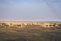 Zebras walk through the desert sands of Amboseli National Park. Original public domain image from <a href="https://commons.wikimedia.org/wiki/File:Zebras_in_the_Wild_(Unsplash).jpg" target="_blank" rel="noopener noreferrer nofollow">Wikimedia Commons</a>
