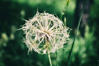 A close-up of a dandelion in Romania. Original public domain image from Wikimedia Commons