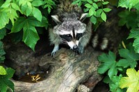 Raccoon walking out of the woods. Original public domain image from Wikimedia Commons