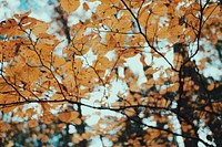 Autumn. Original public domain image from <a href="https://commons.wikimedia.org/wiki/File:Timothy_Meinberg_2016_(Unsplash).jpg" target="_blank">Wikimedia Commons</a>