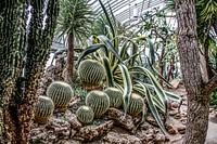 Cactus and other plants. Original public domain image from Wikimedia Commons