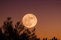 Fullmoon on the branch. Original public domain image from Wikimedia Commons