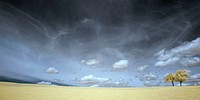 A dark, stormy sky above two lone trees in a barren field. Original public domain image from Wikimedia Commons
