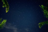 Long-exposure shot looking up through palm trees at the star-studded night sky at Makena Beach. Original public domain image from Wikimedia Commons