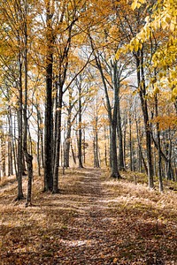 Yellow trees in autumn. Original public domain image from Wikimedia Commons