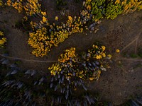 A drone shot of footpaths near clumps of yellow and gray trees in Silverthorne. Original public domain image from <a href="https://commons.wikimedia.org/wiki/File:Going_off_the_trail_(Unsplash).jpg" target="_blank" rel="noopener noreferrer nofollow">Wikimedia Commons</a>
