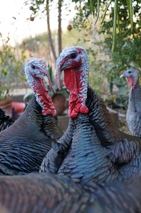 Herd of turkeys in the forest. Original public domain image from <a href="https://commons.wikimedia.org/wiki/File:Ruth_Caron_2016_(Unsplash).jpg" target="_blank">Wikimedia Commons</a>