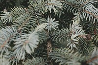 Conifer closeup. Original public domain image from Wikimedia Commons