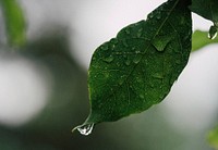 Green leaf. Original public domain image from Wikimedia Commons