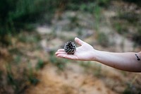 Pine cone. Original public domain image from Wikimedia Commons