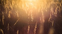 Sun-kissed wheat and grass field macro-shot. Original public domain image from <a href="https://commons.wikimedia.org/wiki/File:Evening_sun_(Unsplash).jpg" target="_blank" rel="noopener noreferrer nofollow">Wikimedia Commons</a>