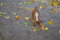 Orange squirre on autumn leaves street. Original public domain image from <a href="https://commons.wikimedia.org/wiki/File:Squirrel_Standing_(Unsplash).jpg" target="_blank">Wikimedia Commons</a>
