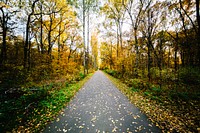 Autumn leaves on a narrow asphalt road in Plänterwald. Original public domain image from <a href="https://commons.wikimedia.org/wiki/File:Narrow_tree-lined_road_(Unsplash).jpg" target="_blank" rel="noopener noreferrer nofollow">Wikimedia Commons</a>