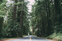 An asphalt road through a pine forest in California. Original public domain image from Wikimedia Commons