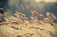 Autumn grass background. Original public domain image from <a href="https://commons.wikimedia.org/wiki/File:Oldenburg,_United_States_(Unsplash).jpg" target="_blank">Wikimedia Commons</a>