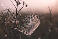 A wet spider web on a plant in a meadow in Suchawa.. Original public domain image from <a href="https://commons.wikimedia.org/wiki/File:Spider_web_on_plant_(Unsplash).jpg" target="_blank" rel="noopener noreferrer nofollow">Wikimedia Commons</a>