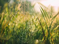 Closeup shot of cobweb. Original public domain image from Wikimedia Commons