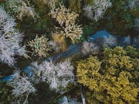 A drone shot of a forest with wispy trees around a small stream. Original public domain image from Wikimedia Commons