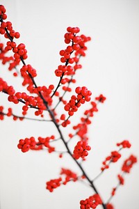 Red berry branch on white. Original public domain image from Wikimedia Commons