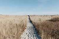 Sand path with footprints through the grass field at Crane Beach. Original public domain image from Wikimedia Commons