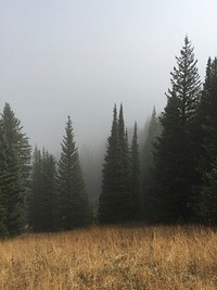 Misty woods. Original public domain image from Wikimedia Commons