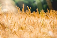 Wheat grass in Didley, United Kingdom. Original public domain image from Wikimedia Commons