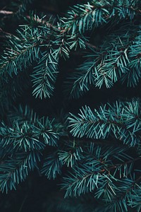 Close-up of needles on an evergreen tree. Original public domain image from Wikimedia Commons