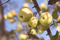 Green apples on branches. Original public domain image from Wikimedia Commons