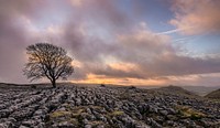 Dead tree against cloudy sky. Original public domain image from Wikimedia Commons