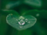 Water droplets on green leaf. Original public domain image from <a href="https://commons.wikimedia.org/wiki/File:Pooling_Water_(Unsplash).jpg" target="_blank">Wikimedia Commons</a>