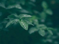 Raindrops on green leaves. Original public domain image from Wikimedia Commons