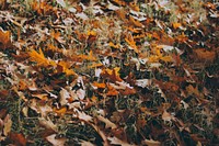 Dry leaves on the grass. Original public domain image from Wikimedia Commons