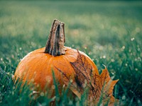 Pumpkin in the grass. Original public domain image from Wikimedia Commons