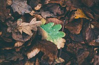 Dry leaf. Original public domain image from <a href="https://commons.wikimedia.org/wiki/File:Marlow_Common,_Marlow,_United_Kingdom_(Unsplash).jpg" target="_blank">Wikimedia Commons</a>
