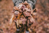 Fall Leaves. Original public domain image from Wikimedia Commons