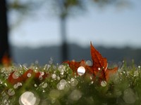 Maple leaf on the grass. Original public domain image from Wikimedia Commons