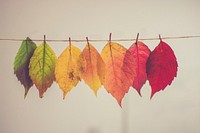 Autumnal leaves hanging on thread. Original public domain image from Wikimedia Commons