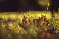 Autumn maple leaf in the grass. Original public domain image from Wikimedia Commons