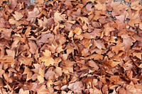 Autumnal maple leaves on the ground. Original public domain image from Wikimedia Commons