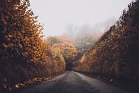 Autumn-colored hedges on the sides of a narrow dirt road. Original public domain image from Wikimedia Commons