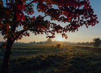 Silhouette of tree fronting grass field. Original public domain image from Wikimedia Commons