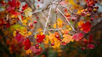Autumn berries wallpaper. Original public domain image from <a href="https://commons.wikimedia.org/wiki/File:Berries_(Unsplash).jpg" target="_blank">Wikimedia Commons</a>