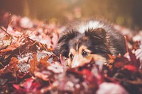 Dog laying down on maple leaves. Original public domain image from <a href="https://commons.wikimedia.org/wiki/File:Keroual-_Bihan,_Guilers,_France_(Unsplash).jpg" target="_blank">Wikimedia Commons</a>